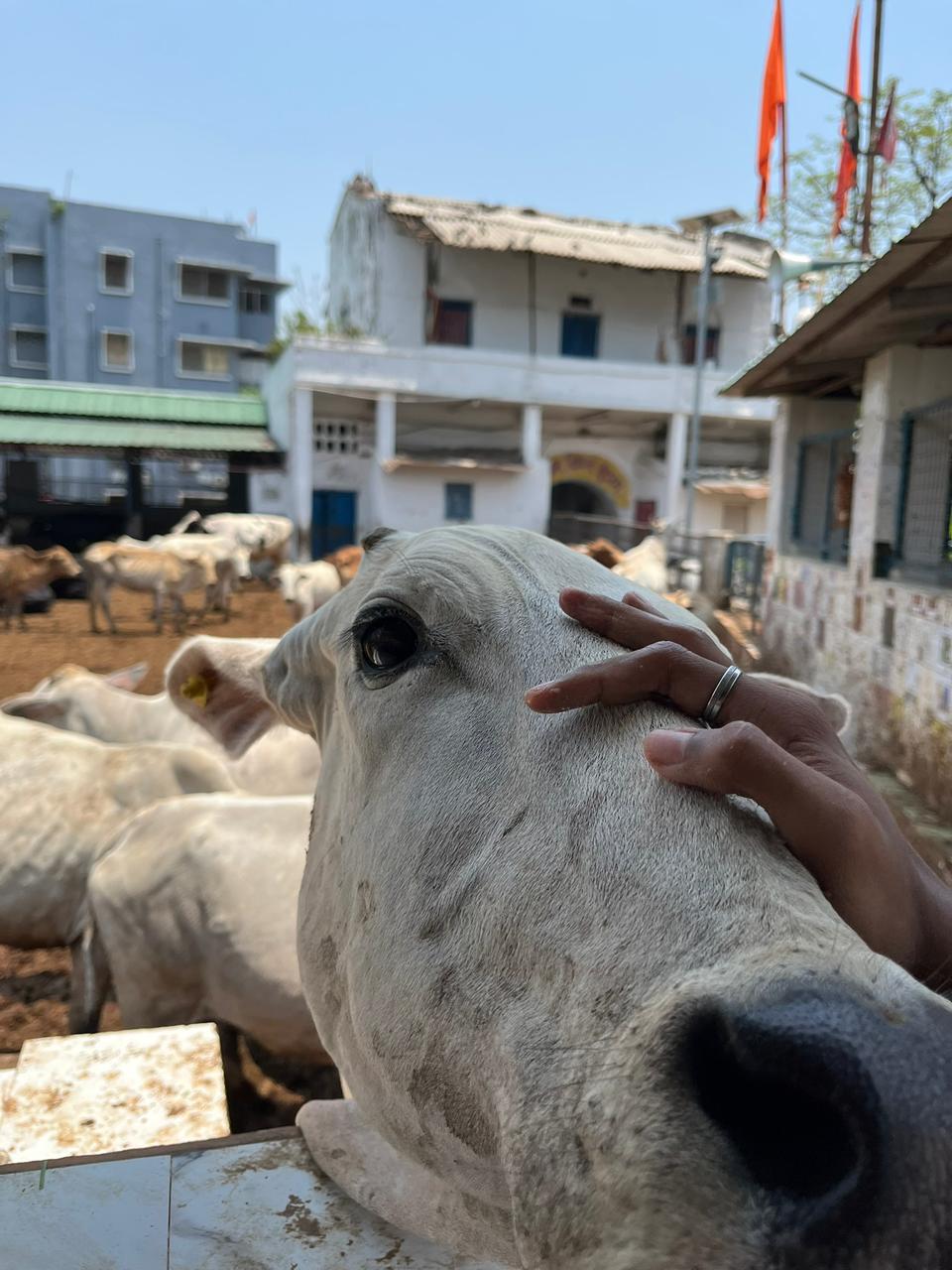 Rescue story on Instagram